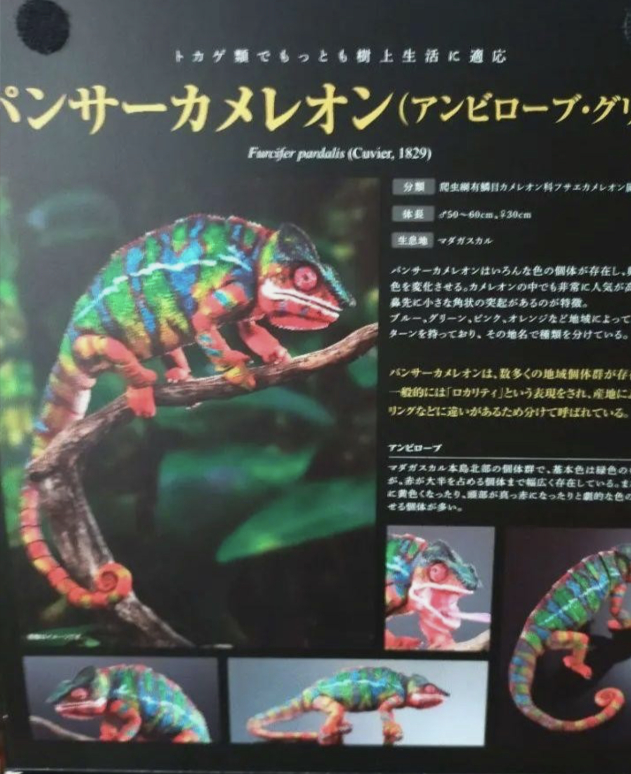 Have a Never Dying Not Eating Chameleon from Japan :: Chameleons